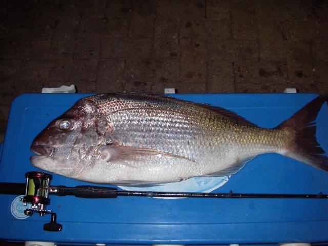 Last nights 7kg Cockburn Sound Snapper